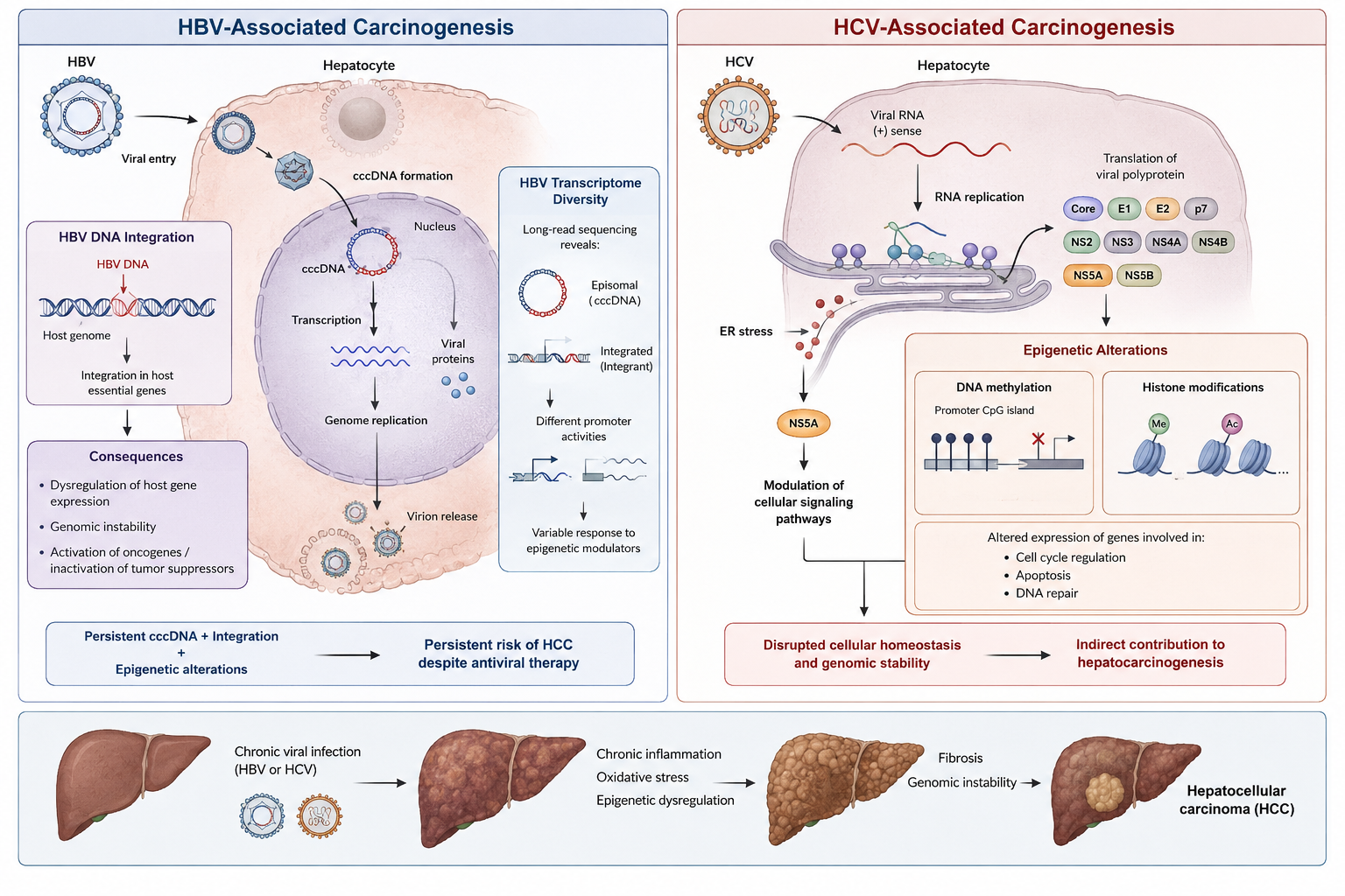 Overview of distinct and converging molecular mechanisms of HBV- and HCV-induced hepatocarcinogenesis, clinical progression to hepatocellular carcinoma (HCC), and current therapeutic perspective.