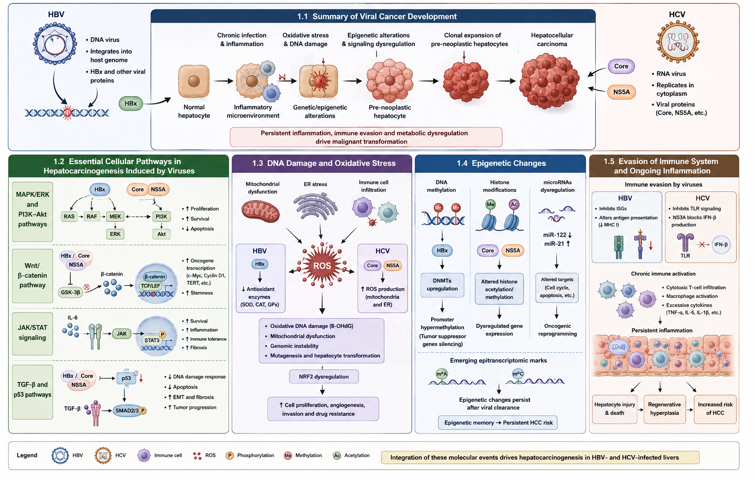 Comparative analysis of viral replication cycles, genomic integration, and epigenetic alterations in Hepatitis B Virus (HBV) versus Hepatitis C Virus (HCV) associated carcinogenesis.